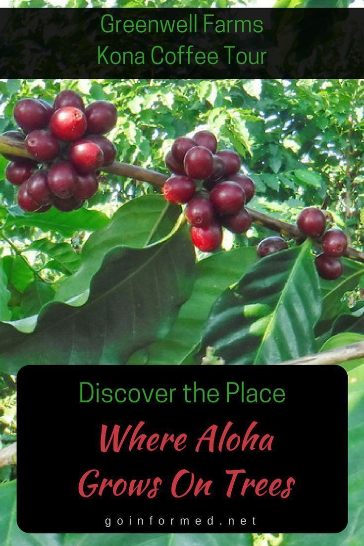 Exploring Coffee Farm Tour Big Island Hawaii