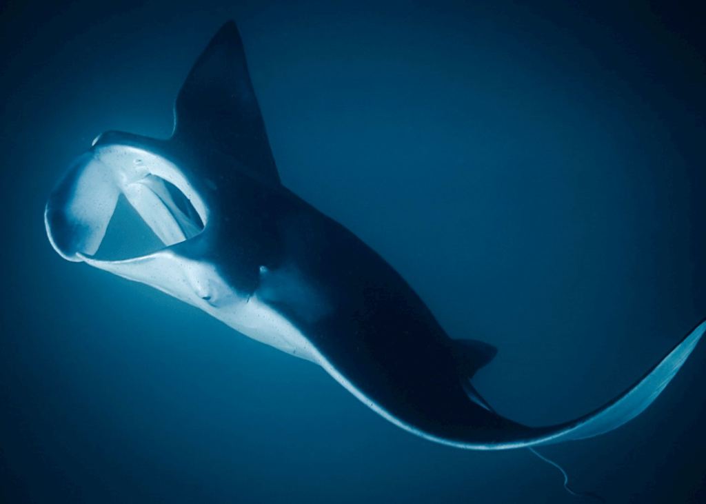 Exploring Best Manta Ray Night Snorkel Big Island Hawaii Packages
