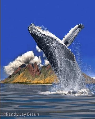 Best Whale Watching Tour Big Island Hawaii Packages