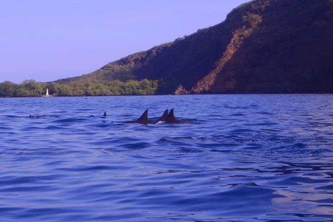 26+ Captain Cook Monument Snorkeling Tour