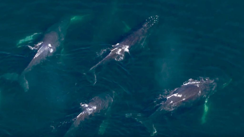 Exploring Best Whale Watching Tour Big Island Hawaii Package